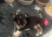 Chihuahua puppy (male)