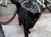 Black American bobtail