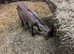 Registered Anglonubian Nannie goat