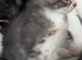 Fluffy blue kittens some tabby