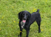 Working cocker spaniel girl