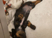 Miniature dachshund