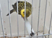 BEAUTIFUL COCK OF LIZARD CANARY