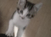 4 beautiful bengal kittens 12 weeks old 2 girls 2boys