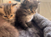 Stunning doll face Persian kittens