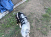 Blue Merle male border collie 5 months old.