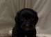 JACKAPOO PUPPYS