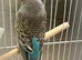 Black wing budgie for sale