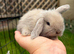 Mini Lop