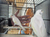 Pair of Irish fancy canaries looking for new home