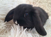 Gorgeous Mini Lop Female For Sale