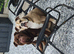 2 olde English bulldogs
