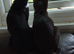 2 male kittens