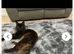 Main coon