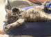 Mainecoon x British short hair