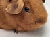 Guinea pig females