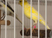 Fringe Canary