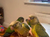 Conure Hand Reared Babies Looking for new perches