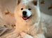 Samoyed puppies