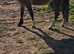 Lovely Welsh C Gelding