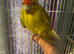 Kakarik