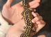 Large female leopard gecko