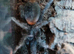 Homoeomma chilensis - Chile Flame Tarantula