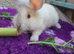 Lion lop