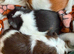 Baby guinea pigs available