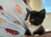 Kitten for sale