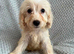 Cockatoo puppies