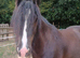 Stunning 13.1hh 9yo black cob gelding.