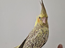 Hand-Reared & Super Tame 10-Week-Old Cockatiel Babies