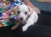 Jack Russel puppies for sale