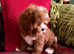 DEEP FOX RED F1 CAVAPOO DNA TESTED READY NOW