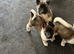 I have seven gorgeous American Akita father pure bread