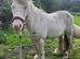 Quiet Cob mare