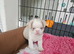 Beautiful Pink Pug puppies for sale