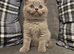BEAUTIFUL PEDIGREE HEALTH TESTED BSH KITTENS