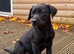 Lab cross pups for new home