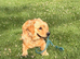 KC registered Golden Retriever male