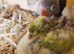 Lovebirds