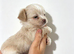 XXS Chihuahua Puppys for sale