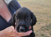 Labrador x sprocker puppies for sale
