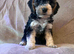 Last 2 beautiful f1 cockapoo puppies