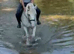 Stunning 13.3 Novice ride cob