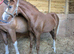 Welsh Section B Filly Foal