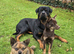 Beautiful proven Rottweiler Stud