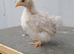 Young pekin bantam hens