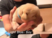 Labrador puppies